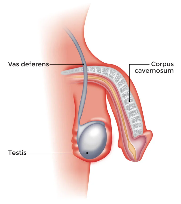 What is Erectile Dysfunction?